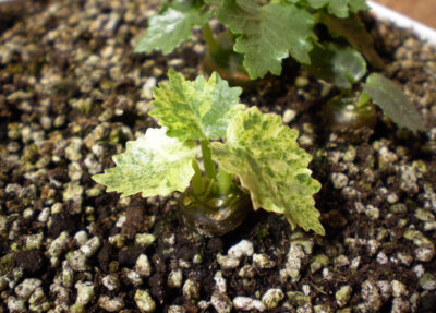 Dorstenia horwoodii 'variegata' №1