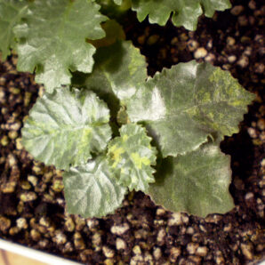 Dorstenia horwoodii 'variegata' №2