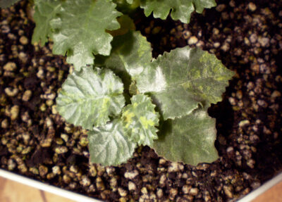 Dorstenia horwoodii 'variegata' №2