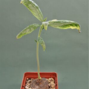 dorstenia-sp.-nova-aff.-benguellensis-