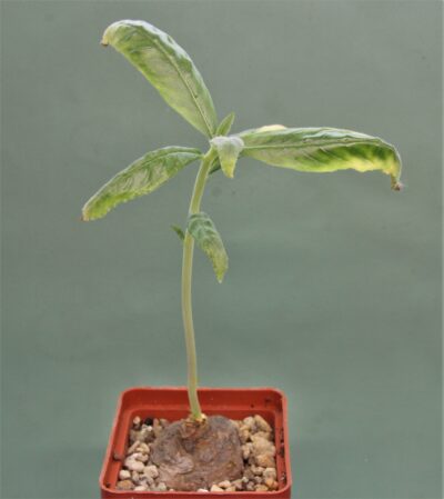 dorstenia-sp.-nova-aff.-benguellensis-