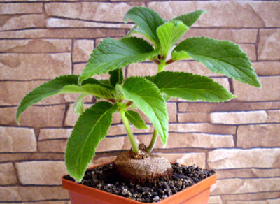 Sinningia douglasii - Зображення 2