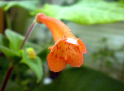 Sinningia douglasii - Зображення 4