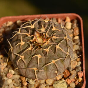 Gymnocalycium bodenbenderianum var. paucispinum