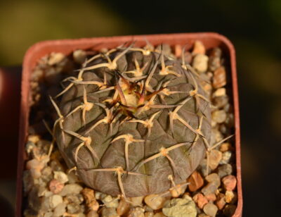 Gymnocalycium bodenbenderianum var. paucispinum