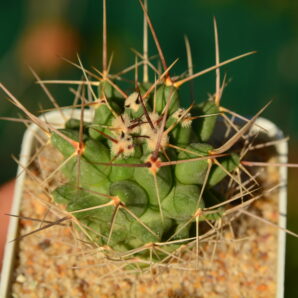 Thelocactus rinconensis