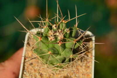 Thelocactus rinconensis