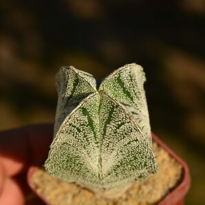 Astrophytum myriostigma v.quadricostatum