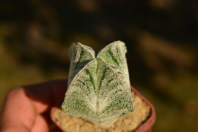 Astrophytum myriostigma v.quadricostatum