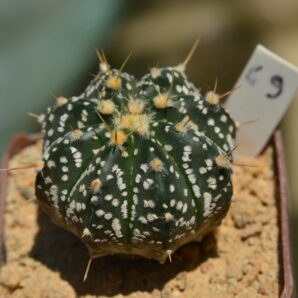 Astrophytum SKxOR