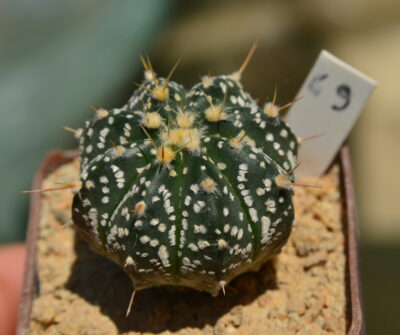 Astrophytum SKxOR