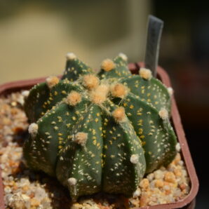 Astrophytum CAPxAS
