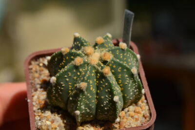 Astrophytum CAPxAS