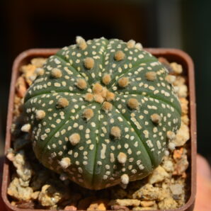 Astrophytum Super Kabuto