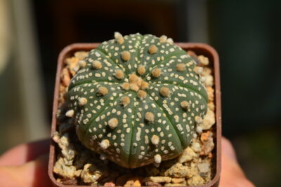 Astrophytum Super Kabuto