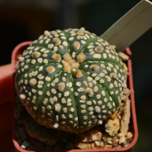 Astrophytum Super Kabuto