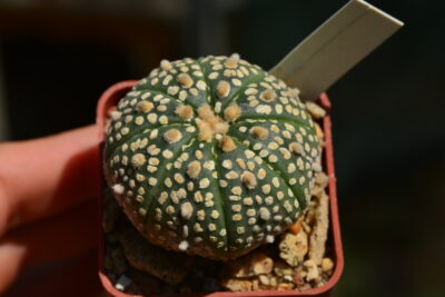 Astrophytum Super Kabuto