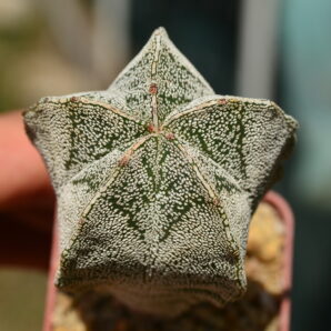 Astrophytum myriostigma v v.columnare