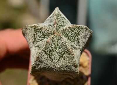 Astrophytum myriostigma v v.columnare