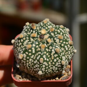 Astrophytum Super Kabuto