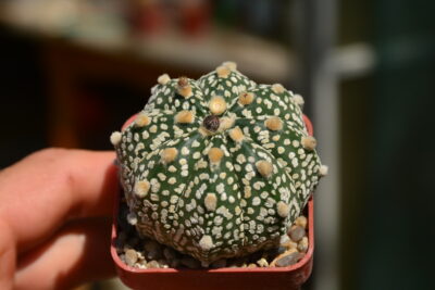 Astrophytum Super Kabuto
