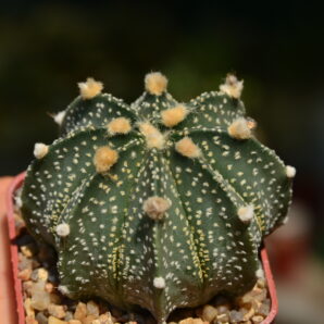 Astrophytum CAPxAS
