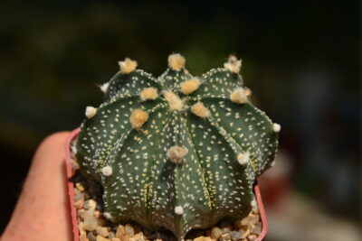 Astrophytum CAPxAS