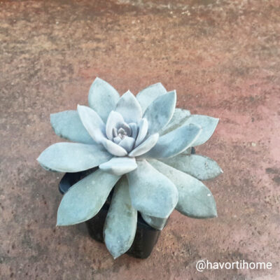 Echeveria Carnicolor Valentina