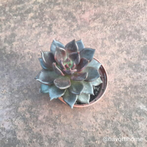 Echeveria Echoc