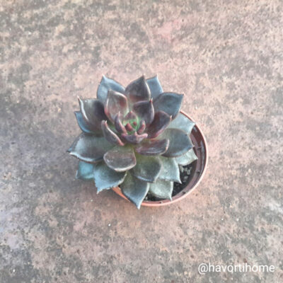 Echeveria Echoc