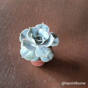 Echeveria Pollux