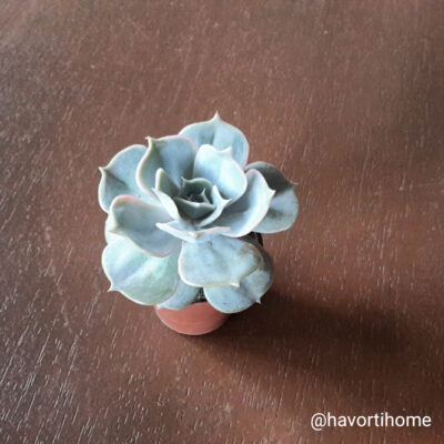 Echeveria Pollux