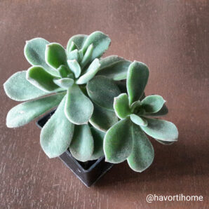 Echeveria Pulvinata