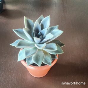 Echeveria Silver Queen