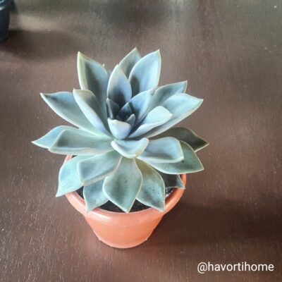 Echeveria Silver Queen