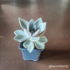 Echeveria Silver Queen