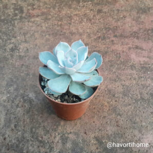 Echeveria subsessilis