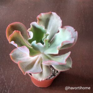 Echeveria Takasago No Okina
