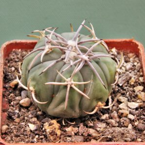 echinocactus-horizonthalonius-el-regueto-2.