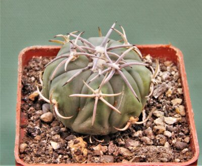 echinocactus-horizonthalonius-el-regueto-2.