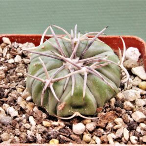 echinocactus-horizonthalonius-el-regueto-7 | 28