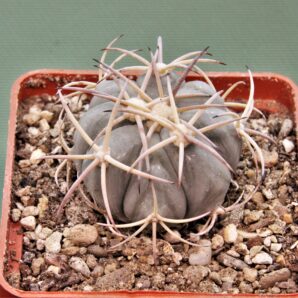echinocactus-horizonthalonius-mr-21-10.