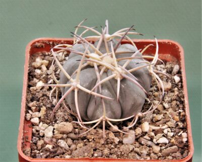 echinocactus-horizonthalonius-mr-21-10.