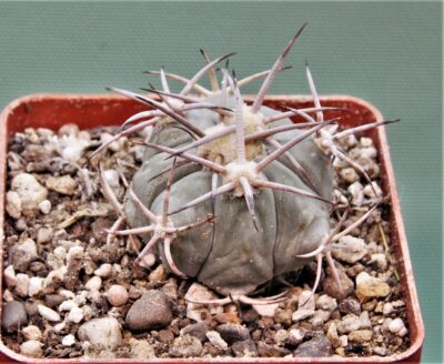 echinocactus-horizonthalonius-mr-21-11.