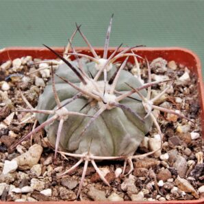 echinocactus-horizonthalonius-mr-21-12