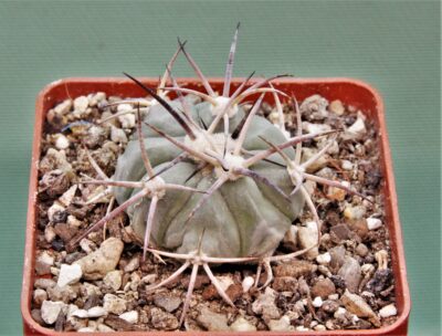 echinocactus-horizonthalonius-mr-21-12