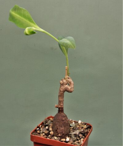 euphorbia-aff.-specksii-karonga-malawi-14
