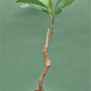 euphorbia-aff.-specksii-karonga-malawi-2