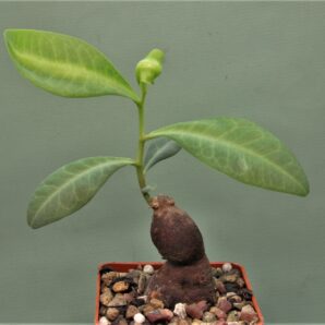 euphorbia-aff.-specksii-karonga-malawi-9