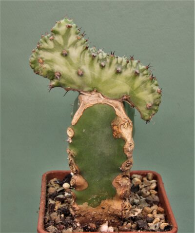 euphorbia-horwoodi-f.cristata-1 - Зображення 2